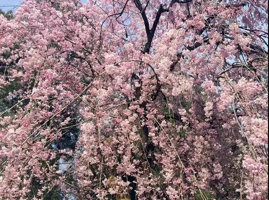 1560130485394909.jpg 微信圖片_20190610093215.jpg